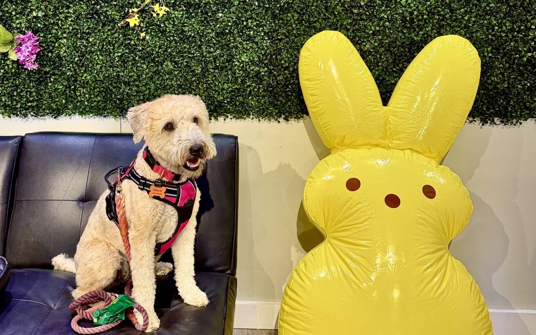 PLAYLIST for 4/5/2026 and OnDemand Player